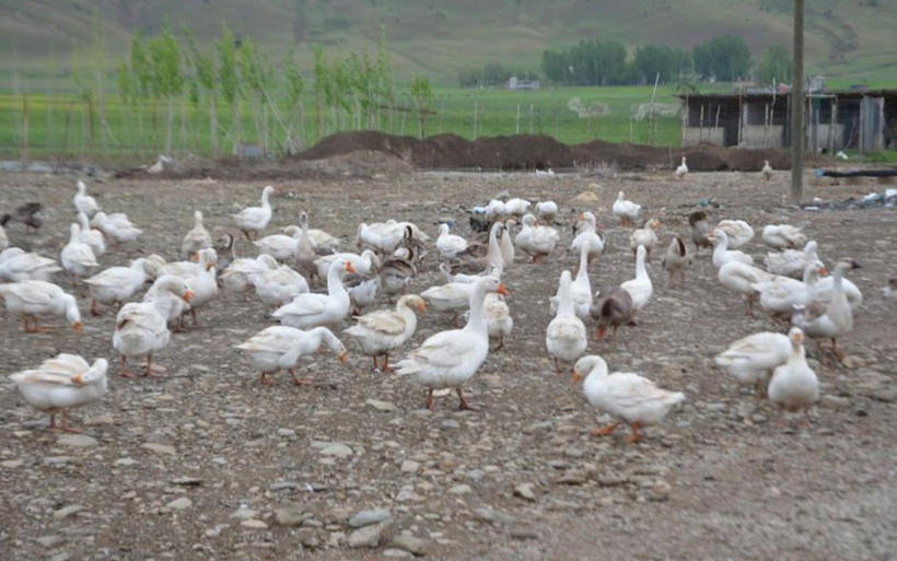 Hollanda'daki işini bırakıp Muş'a döndü! Yılda 5 bin tane üretiyor siparişlere yetişemiyor - Resim: 3