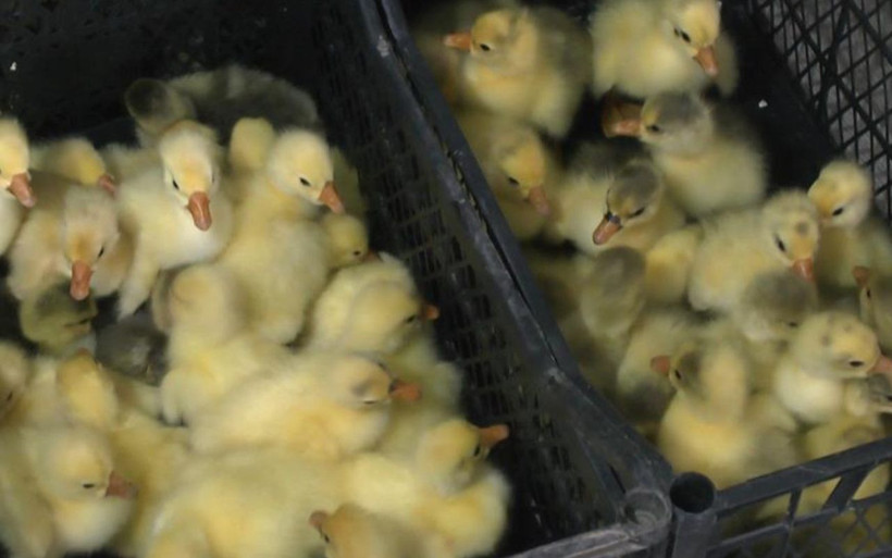 Hollanda'daki işini bırakıp Muş'a döndü! Yılda 5 bin tane üretiyor siparişlere yetişemiyor - Resim: 1