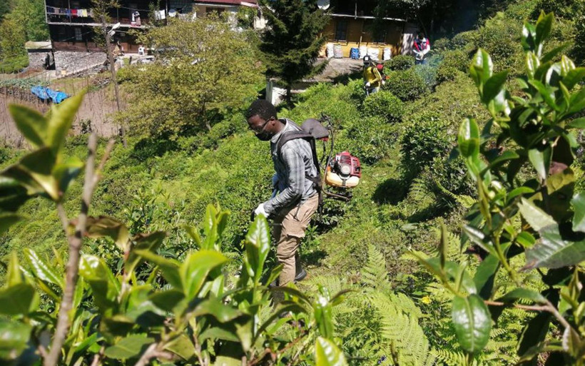 Gambiyalı çay işçileri bu sezon da Rize'de iş başında - Resim: 2
