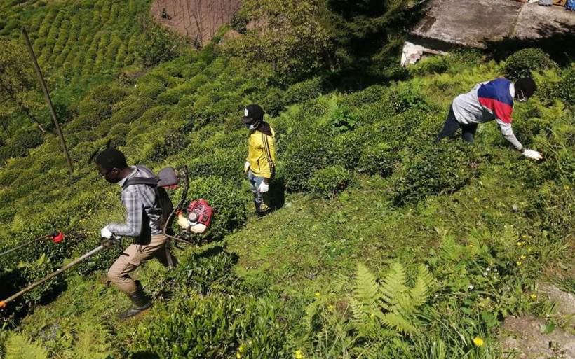 Gambiyalı çay işçileri bu sezon da Rize'de iş başında - Resim: 1