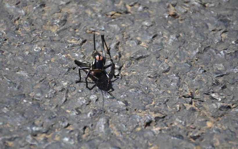 Şırnaklı çiftçiler tedirgin: Bu çekirge önüne çıkan her şeyi yiyor ve ilaç öldürmüyor - Resim: 2