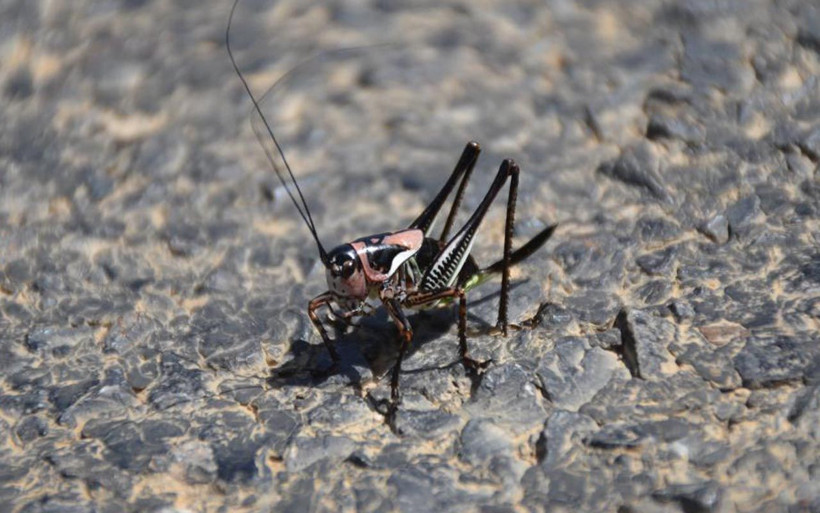 Şırnaklı çiftçiler tedirgin: Bu çekirge önüne çıkan her şeyi yiyor ve ilaç öldürmüyor - Resim: 3
