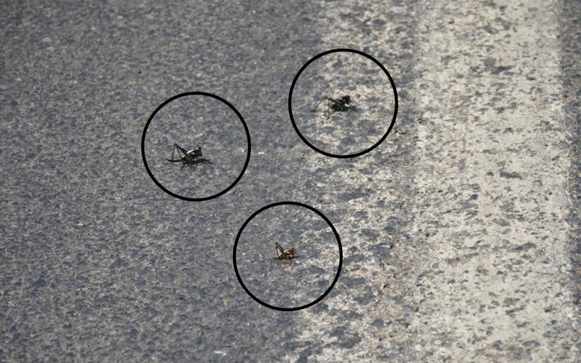 Şırnaklı çiftçiler tedirgin: Bu çekirge önüne çıkan her şeyi yiyor ve ilaç öldürmüyor - Resim: 1