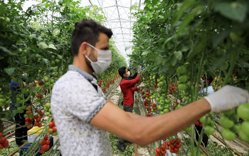 Antalya'da ortaya çıktı ve çok sinsi! 'İsrail virüsü'ne domatesin koronası diyorlar - Resim: 1