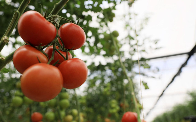 Antalya'da ortaya çıktı ve çok sinsi! 'İsrail virüsü'ne domatesin koronası diyorlar - Resim: 2