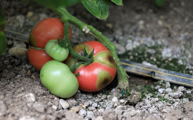 Antalya'da ortaya çıktı ve çok sinsi! 'İsrail virüsü'ne domatesin koronası diyorlar - Resim: 3