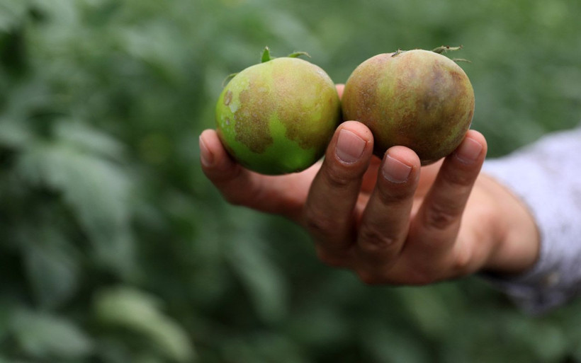 Antalya'da ortaya çıktı ve çok sinsi! 'İsrail virüsü'ne domatesin koronası diyorlar - Resim: 4