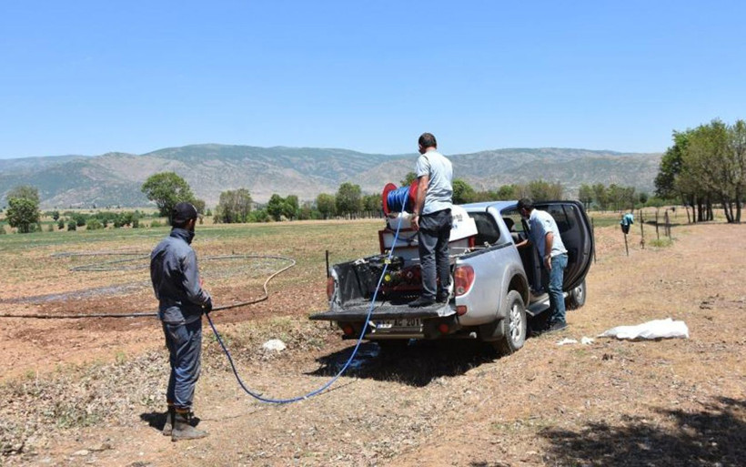 Bitlis'te çekirge istilası korkusu! Sayıları milyonları aştı uçarlarsa felaket olur - Resim: 4