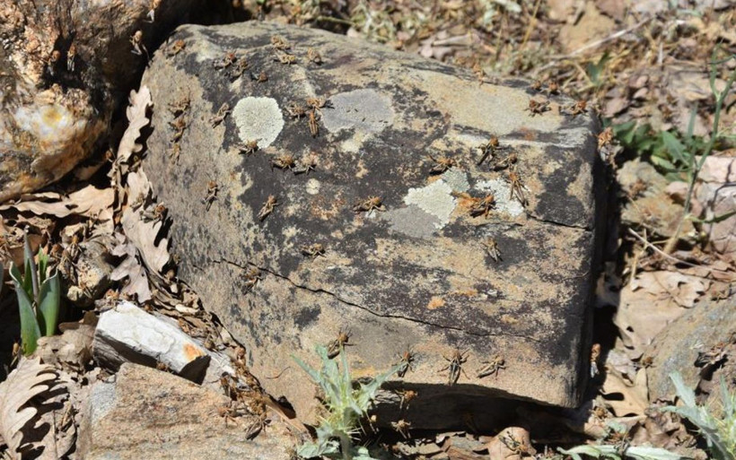 Bitlis'te çekirge istilası korkusu! Sayıları milyonları aştı uçarlarsa felaket olur - Resim: 1