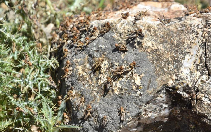 Bitlis'te çekirge istilası korkusu! Sayıları milyonları aştı uçarlarsa felaket olur - Resim: 3