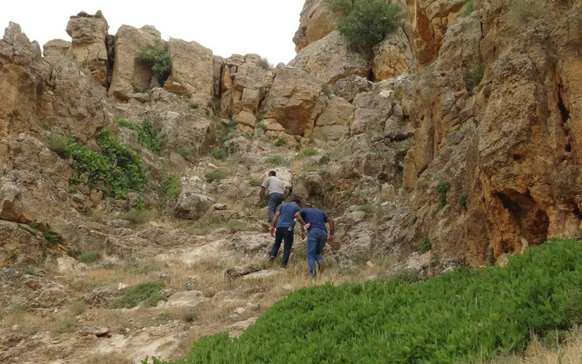 Batman'da kayaların arasından çıkıyor kilo fiyatı dudak uçuklattı - Resim: 1