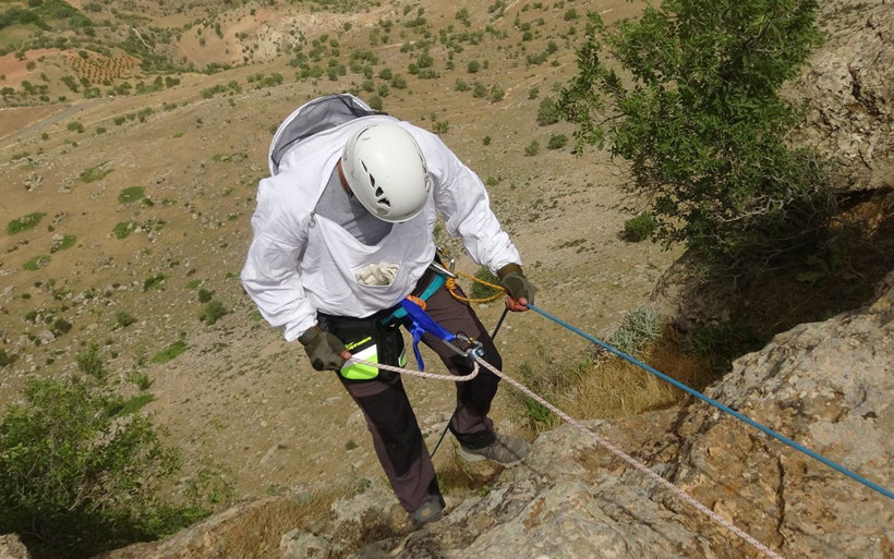 Batman'da kayaların arasından çıkıyor kilo fiyatı dudak uçuklattı - Resim: 4