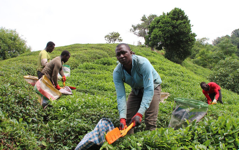 Rize'de Afrikalı işçilerin çay hasadı sürüyor: Türkiye'ye gelme nedeni bakın neymiş - Resim: 2