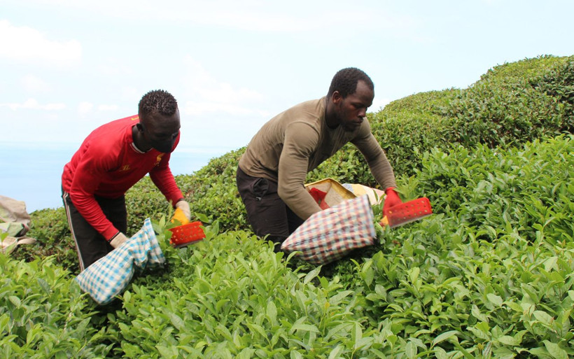 Rize'de Afrikalı işçilerin çay hasadı sürüyor: Türkiye'ye gelme nedeni bakın neymiş - Resim: 1