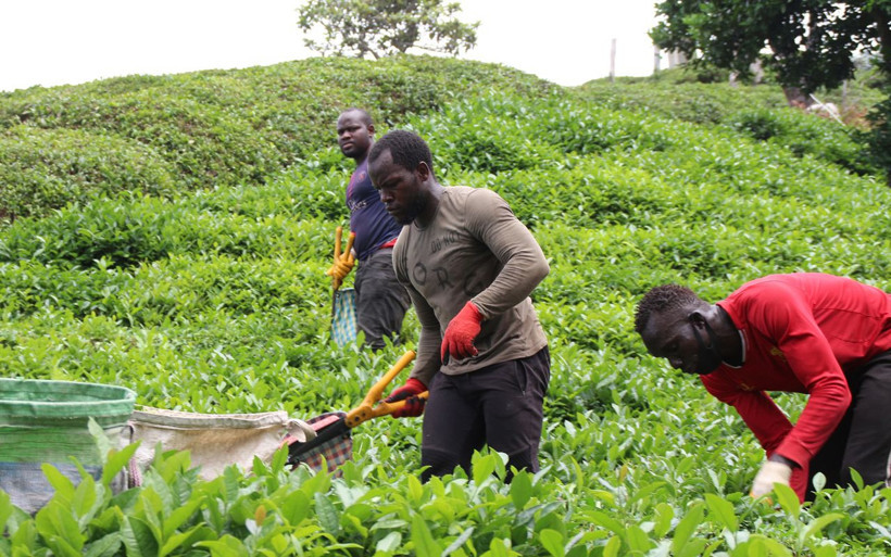 Rize'de Afrikalı işçilerin çay hasadı sürüyor: Türkiye'ye gelme nedeni bakın neymiş - Resim: 4