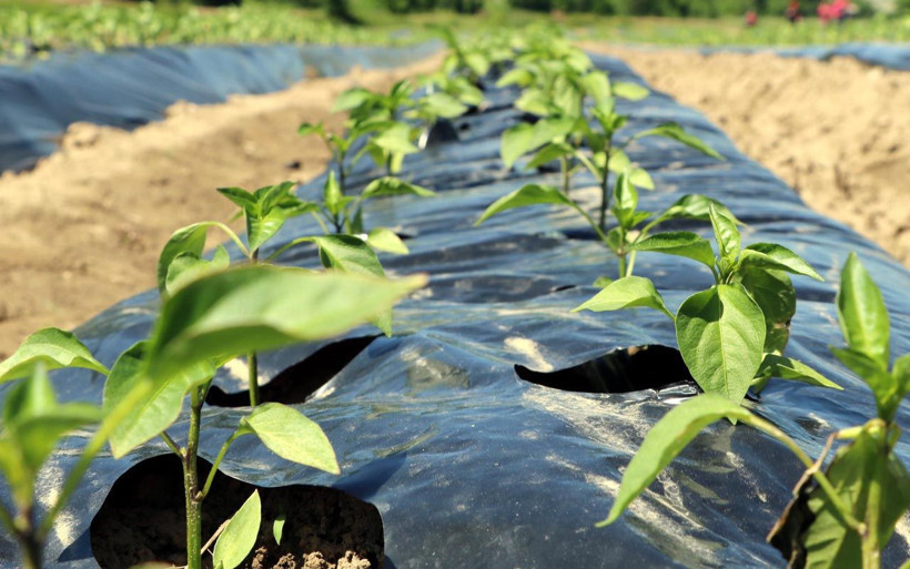 Milyonlarını yatırdı! 3 arkadaş Zonguldak'ta 20 kadını istihdam edip tarıma başladı - Resim: 2