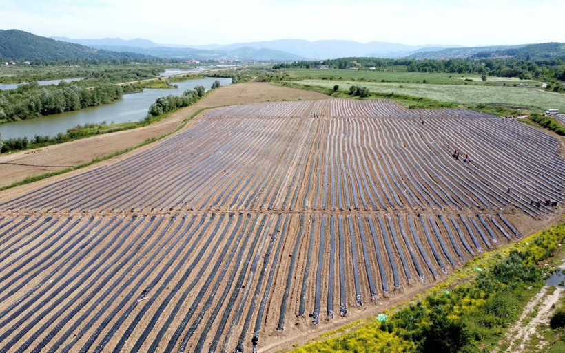 Milyonlarını yatırdı! 3 arkadaş Zonguldak'ta 20 kadını istihdam edip tarıma başladı - Resim: 1
