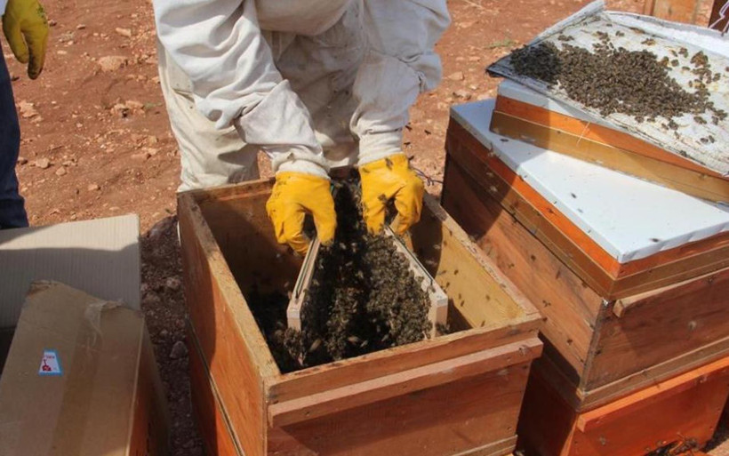 Camda 30 dakika bekletiliyor gramı 500 TL! Adıyaman'da arı zehri üretimi başladı - Resim: 3