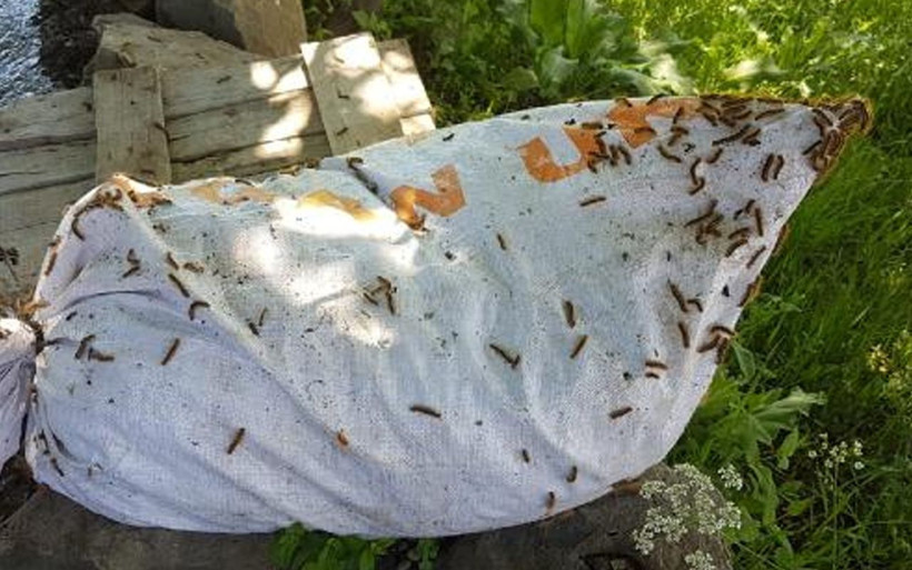 Bingöl'de tırtıl istilası! Kaçak avcılık sebep oldu ilaç kullanmak çok daha tehlikeli - Resim: 1