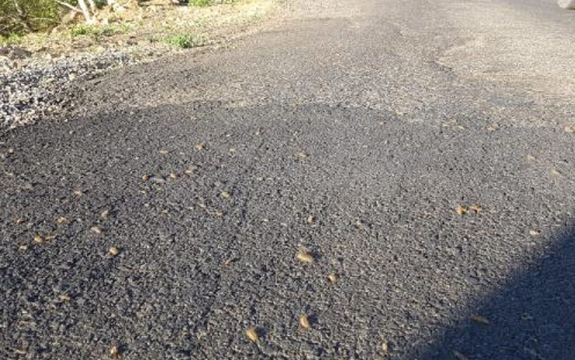 Bingöl'de tırtıl istilası! Kaçak avcılık sebep oldu ilaç kullanmak çok daha tehlikeli - Resim: 4