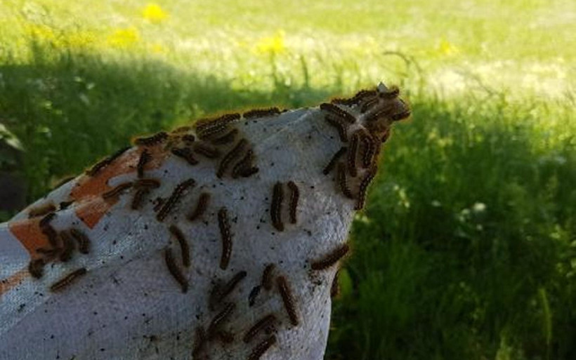 Bingöl'de tırtıl istilası! Kaçak avcılık sebep oldu ilaç kullanmak çok daha tehlikeli - Resim: 3