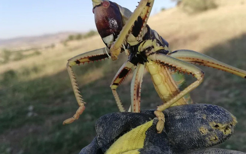 Batman'da görülen etçil dev çekirge meğer! Sakın öldürmeyin çiftçiye faydası büyük - Resim: 1