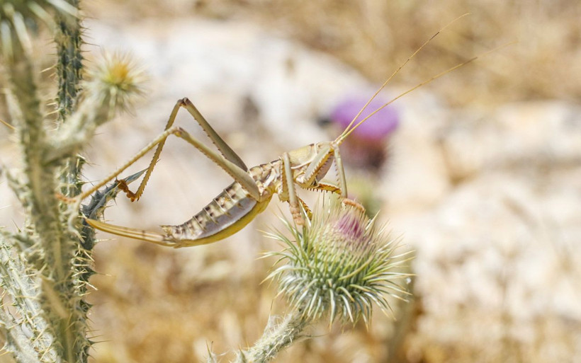 Batman'da görülen etçil dev çekirge meğer! Sakın öldürmeyin çiftçiye faydası büyük - Resim: 4