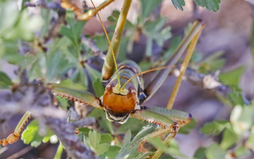 Batman'da görülen etçil dev çekirge meğer! Sakın öldürmeyin çiftçiye faydası büyük - Resim: 2