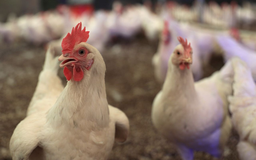 Tavuklara klasik müzik dinletiyor! Antalya'da opera sanatçısıyla anlaştı: Faydasını gördüm - Resim: 1