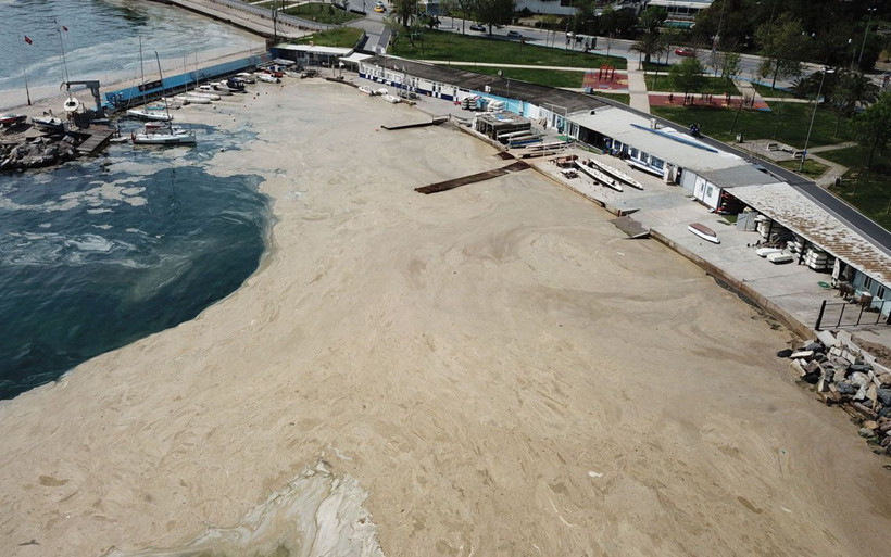 Strese soktu! Müsilaj incelemesinin ilk sonuçları şaşırttı: Yeni bir canlı türü bulduk - Resim: 1