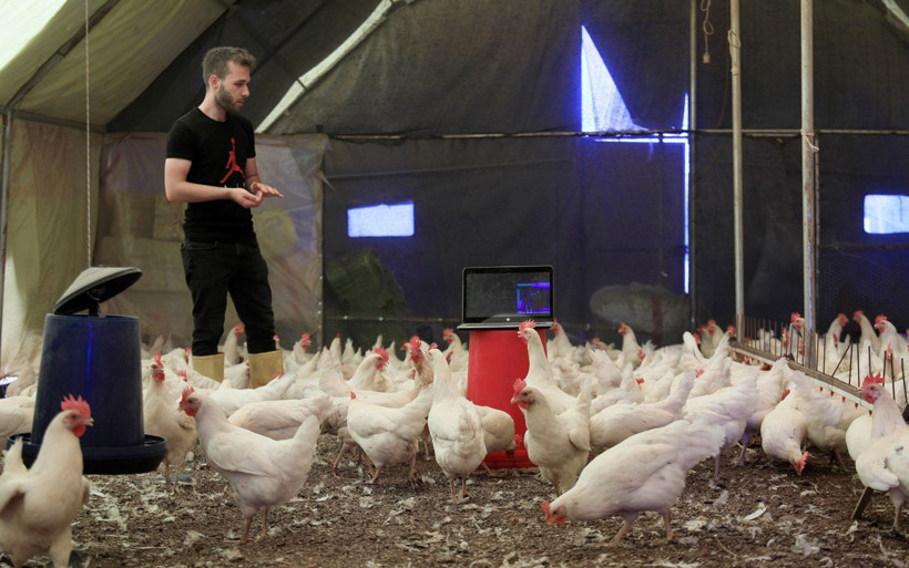 Tavuklara klasik müzik dinletiyor! Antalya'da opera sanatçısıyla anlaştı: Faydasını gördüm - Resim: 4