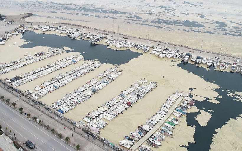 Strese soktu! Müsilaj incelemesinin ilk sonuçları şaşırttı: Yeni bir canlı türü bulduk - Resim: 2