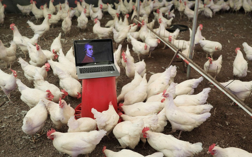 Tavuklara klasik müzik dinletiyor! Antalya'da opera sanatçısıyla anlaştı: Faydasını gördüm - Resim: 2