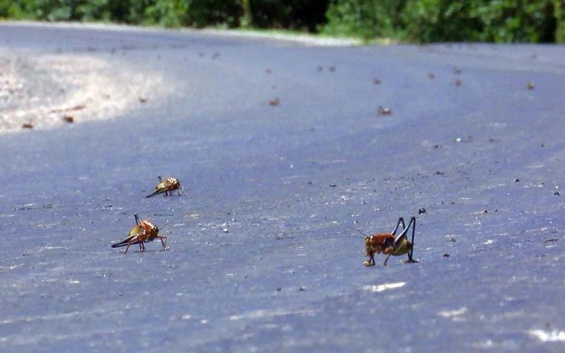 Çayır yiyen çekirgeler Muş Ovası'nı rota belirledi! Oraya ulaşırlarsa felaket olur - Resim: 1