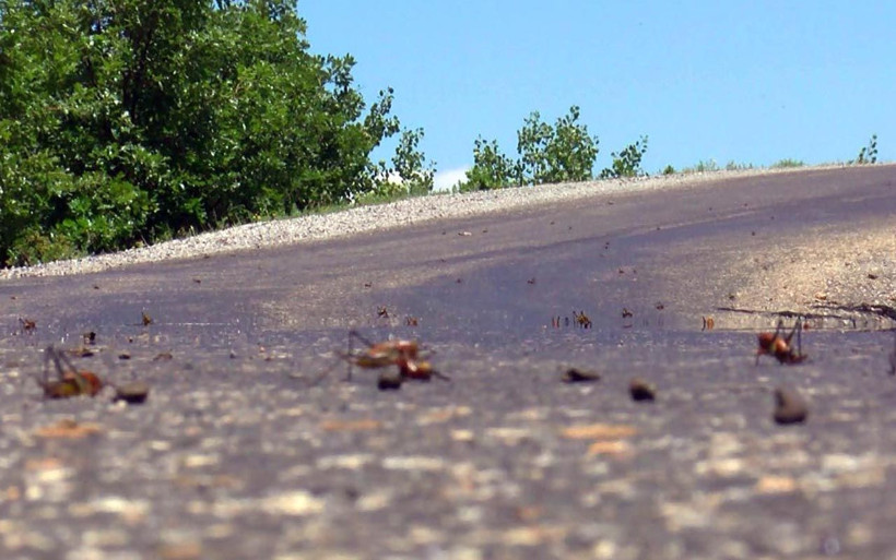 Çayır yiyen çekirgeler Muş Ovası'nı rota belirledi! Oraya ulaşırlarsa felaket olur - Resim: 2