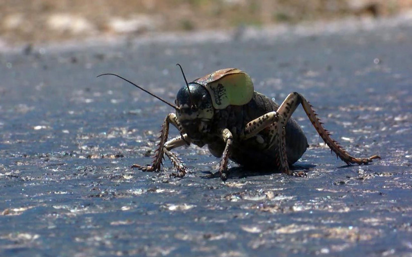 Çayır yiyen çekirgeler Muş Ovası'nı rota belirledi! Oraya ulaşırlarsa felaket olur - Resim: 4