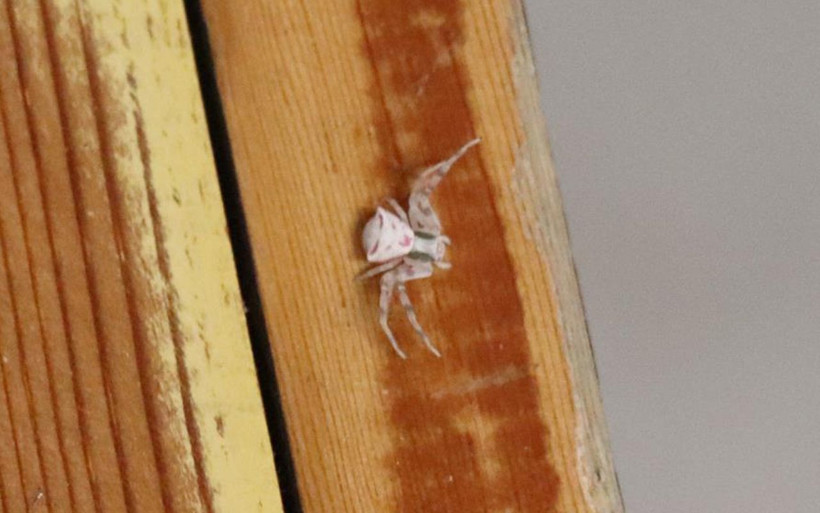 Türkiye'de Denizli'de ortaya çıktı! İnsan yüzlü örümcek hayrete düşürdü - Resim: 4