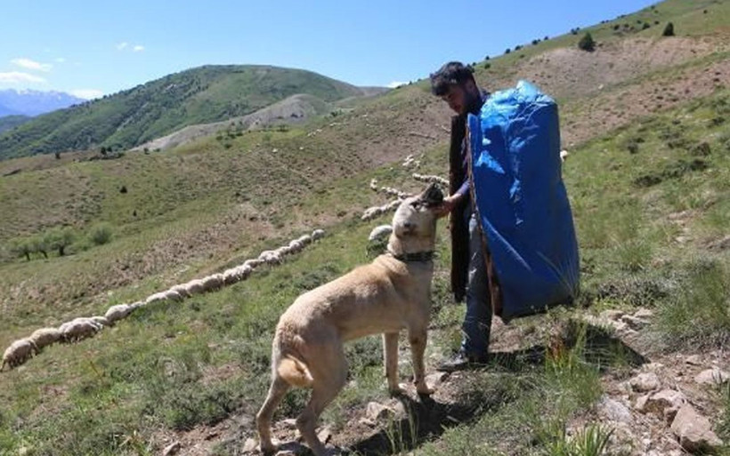 Çobanlık yaparak Tilburg Üniversitesi'ne hazırlanıyordu! Hollanda Büyükelçiliği devrede - Resim: 4