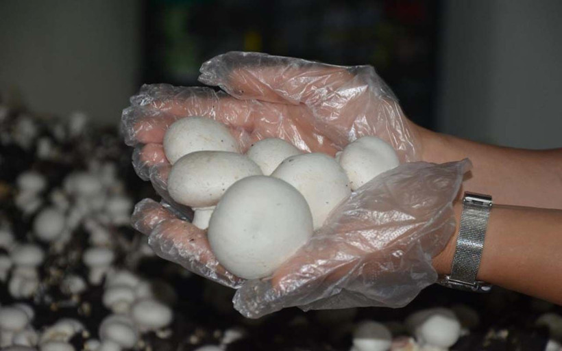 11 yıl özel sektörün kahrını çekti Ordu'da tesis kuran kadın siparişlere yetişemiyor - Resim: 3