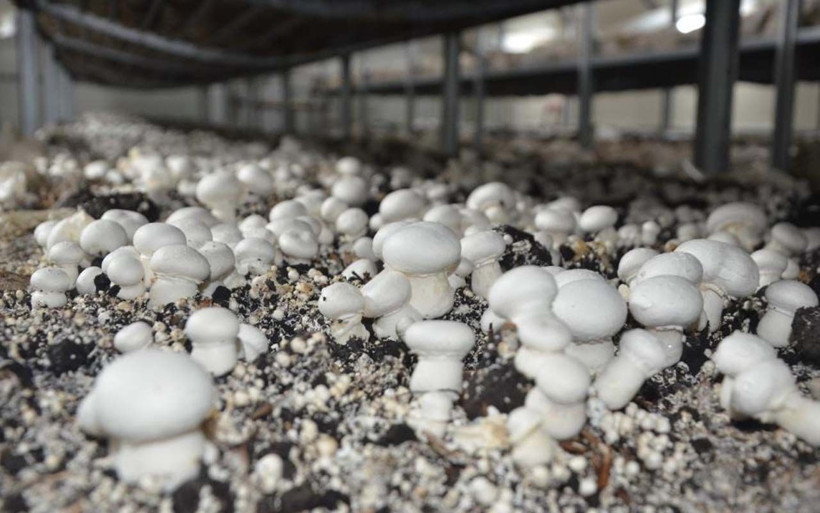 11 yıl özel sektörün kahrını çekti Ordu'da tesis kuran kadın siparişlere yetişemiyor - Resim: 2