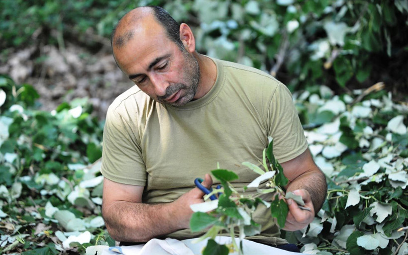 Bursa'da hasatı başladı kilosu 250 lira şifa deposu geçim kaynağı! - Resim: 2
