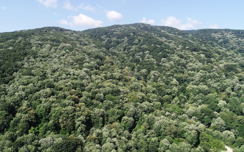 Bursa'da hasatı başladı kilosu 250 lira şifa deposu geçim kaynağı! - Resim: 1