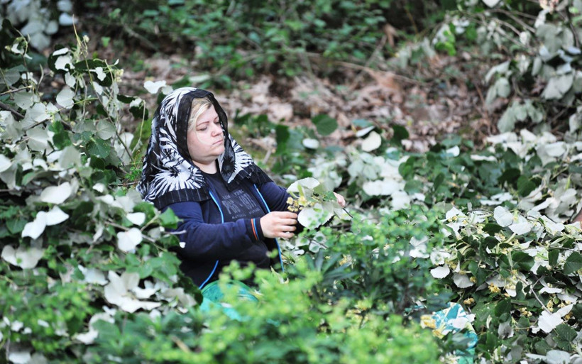 Bursa'da hasatı başladı kilosu 250 lira şifa deposu geçim kaynağı! - Resim: 3