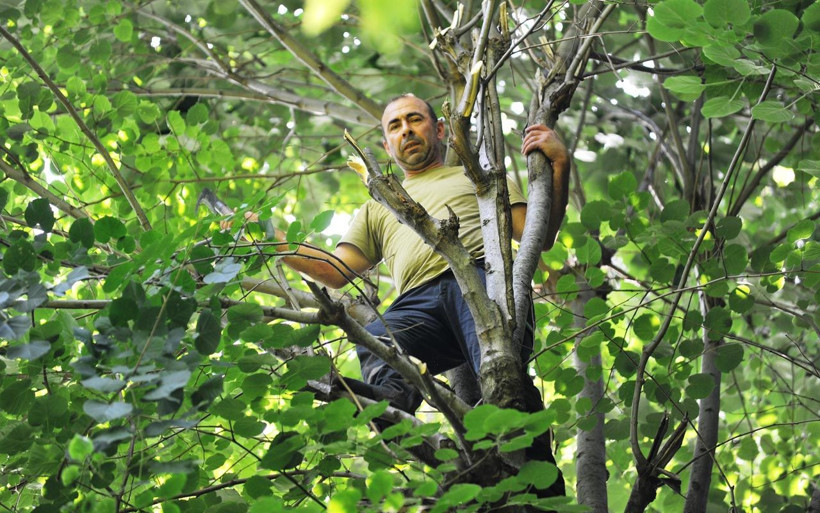 Bursa'da hasatı başladı kilosu 250 lira şifa deposu geçim kaynağı! - Resim: 4