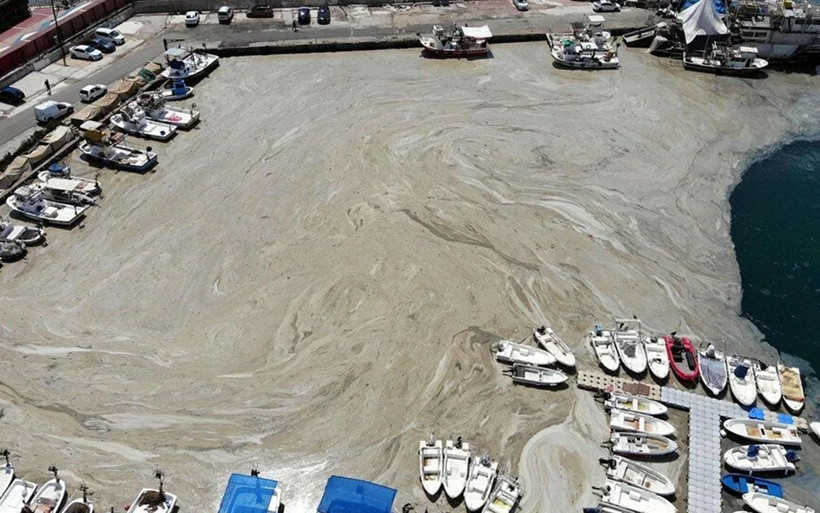 Müsilaj kaybediyor! 'En önemli bulgu'yu paylaştı: 1 aylık incelemede sevindiren sonuçlar - Resim: 4