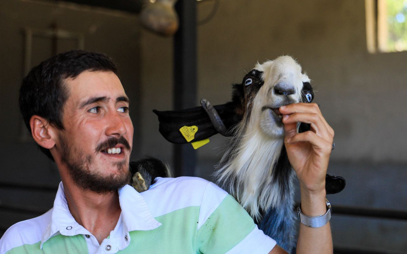 20 keçiyle başladı sayıları arttı! İşini bıraktı Antalya'da üretiyor fiyatına rağmen yok satıyor - Resim: 3