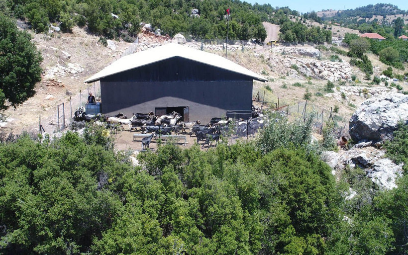 20 keçiyle başladı sayıları arttı! İşini bıraktı Antalya'da üretiyor fiyatına rağmen yok satıyor - Resim: 1