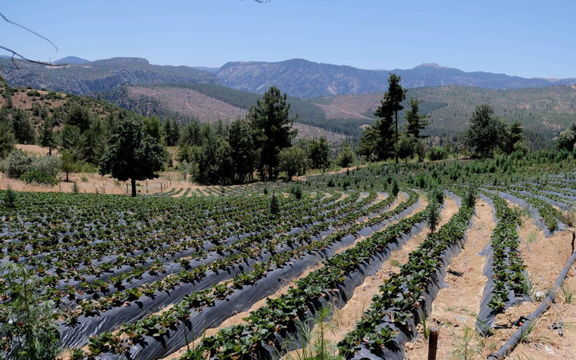 Büşra ve ağabeyi su verilmeyince taşıma yöntemini akıl edip 1.5 ton çilek yetiştirdi - Resim: 1