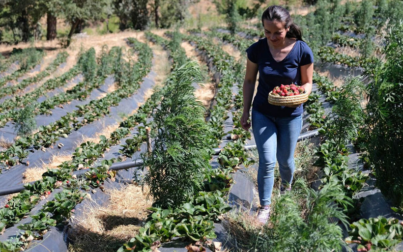 Büşra ve ağabeyi su verilmeyince taşıma yöntemini akıl edip 1.5 ton çilek yetiştirdi - Resim: 3