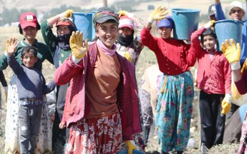 Okullar açıldı ama onlar tarlada 14 yaşındaki lise öğrencisi: Patates bitene kadar buradayız - Resim: 1